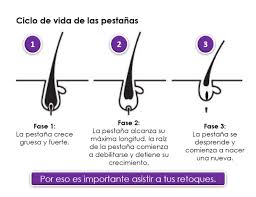 Ciclo de vida de las pestañas: fase 1 crece gruesa y fuerte; fase 2 alcanza su máxima longitud; fase 3 se desprende y comienza a nacer una nueva.